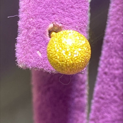 22 Ayar Altın Çocuk Küpesi Tohumlu Modern Tasarım 1.26gr Hediye - J00047