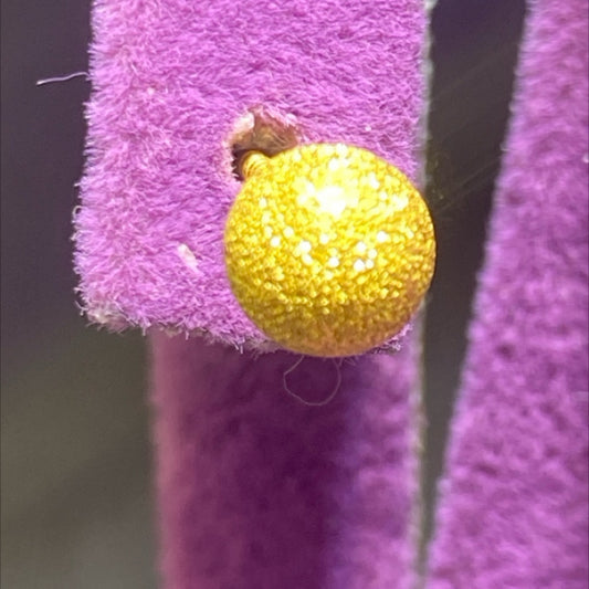 22 Ayar Altın Çocuk Küpesi Tohumlu Modern Tasarım 1.26gr Hediye - J00047 - alternatif görsel